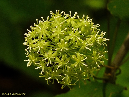 {Smilax herbacea}